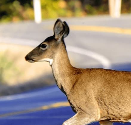 article-hero-deer-road article-hero-deer-road