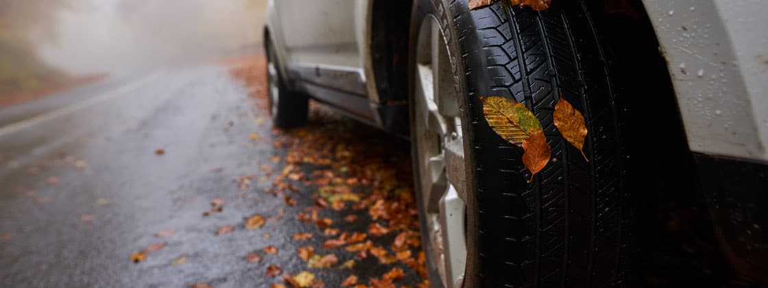 article-hero-fallen-leaves article-hero-fallen-leaves