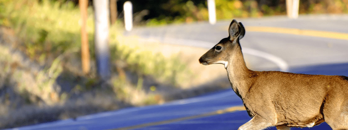 deer crossing road