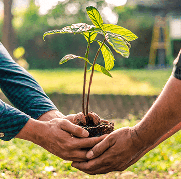 two hand planting a small tree
